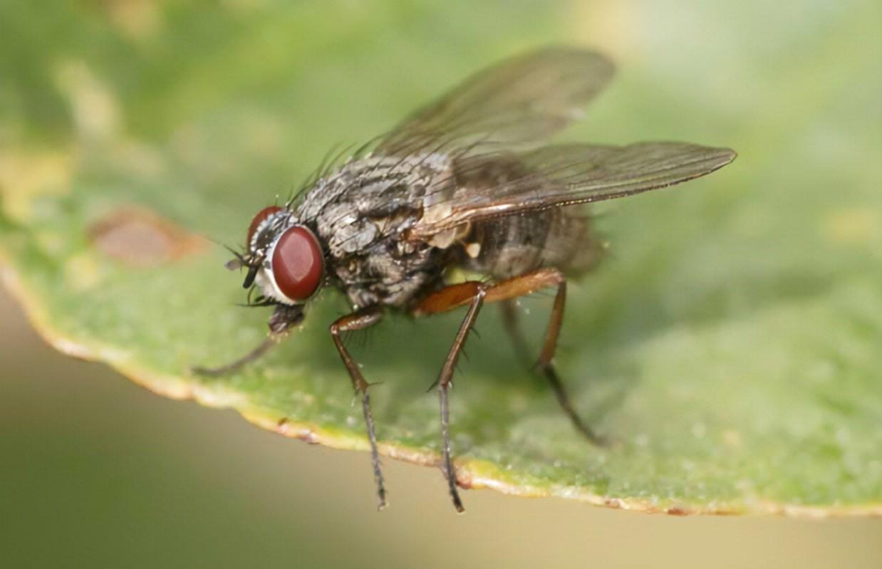 日本掉脑袋机械舞是谁-日本掉脑袋机械舞：艺术界的恐怖分子，颠覆传统的舞蹈挑战
