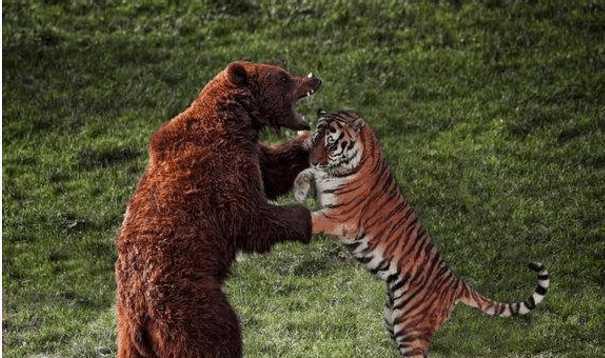 非洲野生狮子_野生东北虎体重减小能打赢非洲狮吗_野生狮子会灭绝吗
