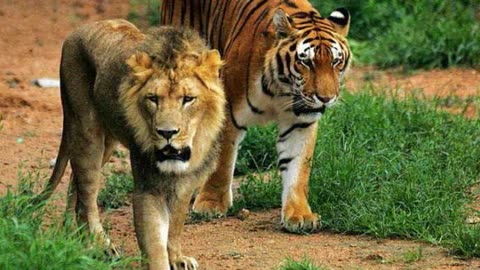野生东北虎体重减小能打赢非洲狮吗_非洲野生狮子_野生狮子会灭绝吗