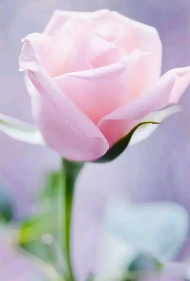 动画美图人物图片_人物动画图片图美少女_人物动画图片大全大图