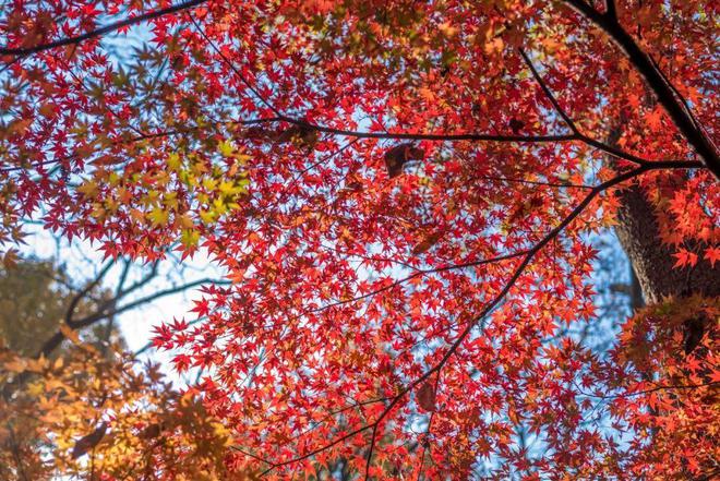 金陵池中_金陵岂是池中物下载_金陵春程池