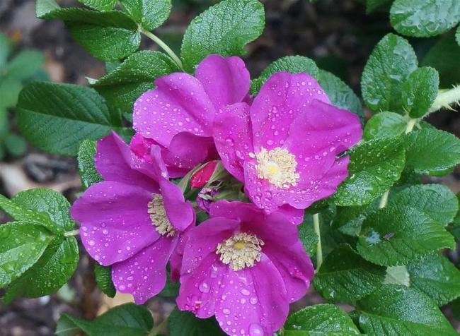 爱米勒加雷设计作品_爱米勒加雷的个人介绍_加雷尔-米勒