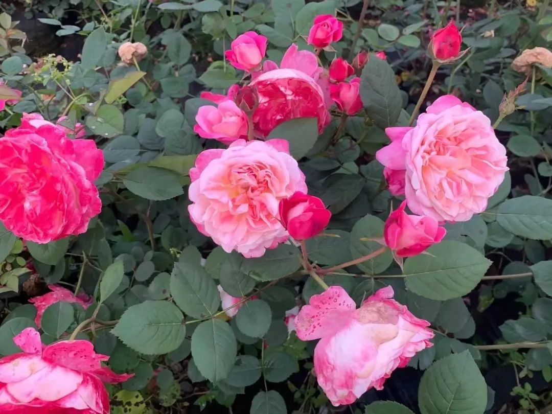 网游强化小说_网游强化类小说_网游强强耽美小说微盘